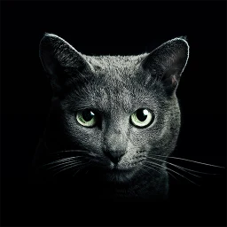 Symbol von Find a Cat